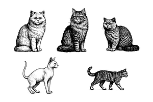 Cat Breeds  Animal Illustration, an Object Graphic by RT Studio