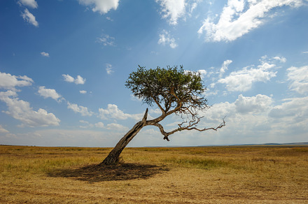 Beautiful landscape with Acacia tree in African savannah, a Nature Photo by Byrdyak