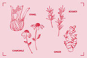 HERBAL TEA (30+ ILLUSTRATIONS), a Food Illustration by Bonfloret Studio (Thumbnail 10 of 10)