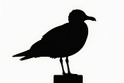 Bird Silhouette design bundle, an Illustration by BIPLOB EXPERT (Thumbnail 13 of 13)