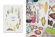 Watercolor Plant Life Cycle, an Education Illustration by MayaNavits (Thumbnail 9 of 17)