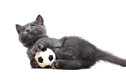 A small gray kitten plays with toy a soccer ball isolated on white background.