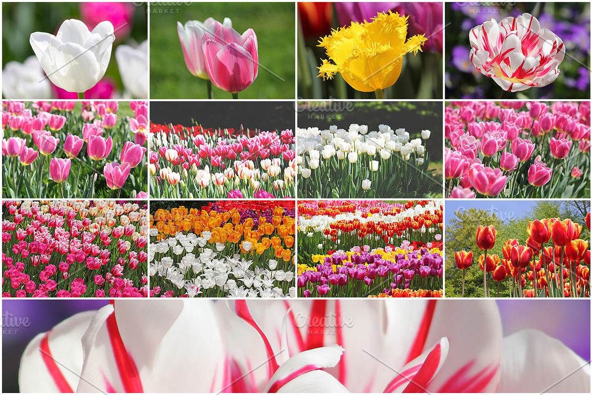36 Spring Tulips - photo pack, a Templates & Theme by Cherry Picked Photos
