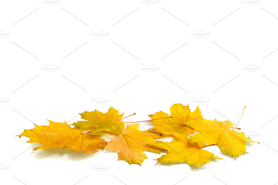 Maple Autumn Leaves Stock Photo Containing Maple And Leaves