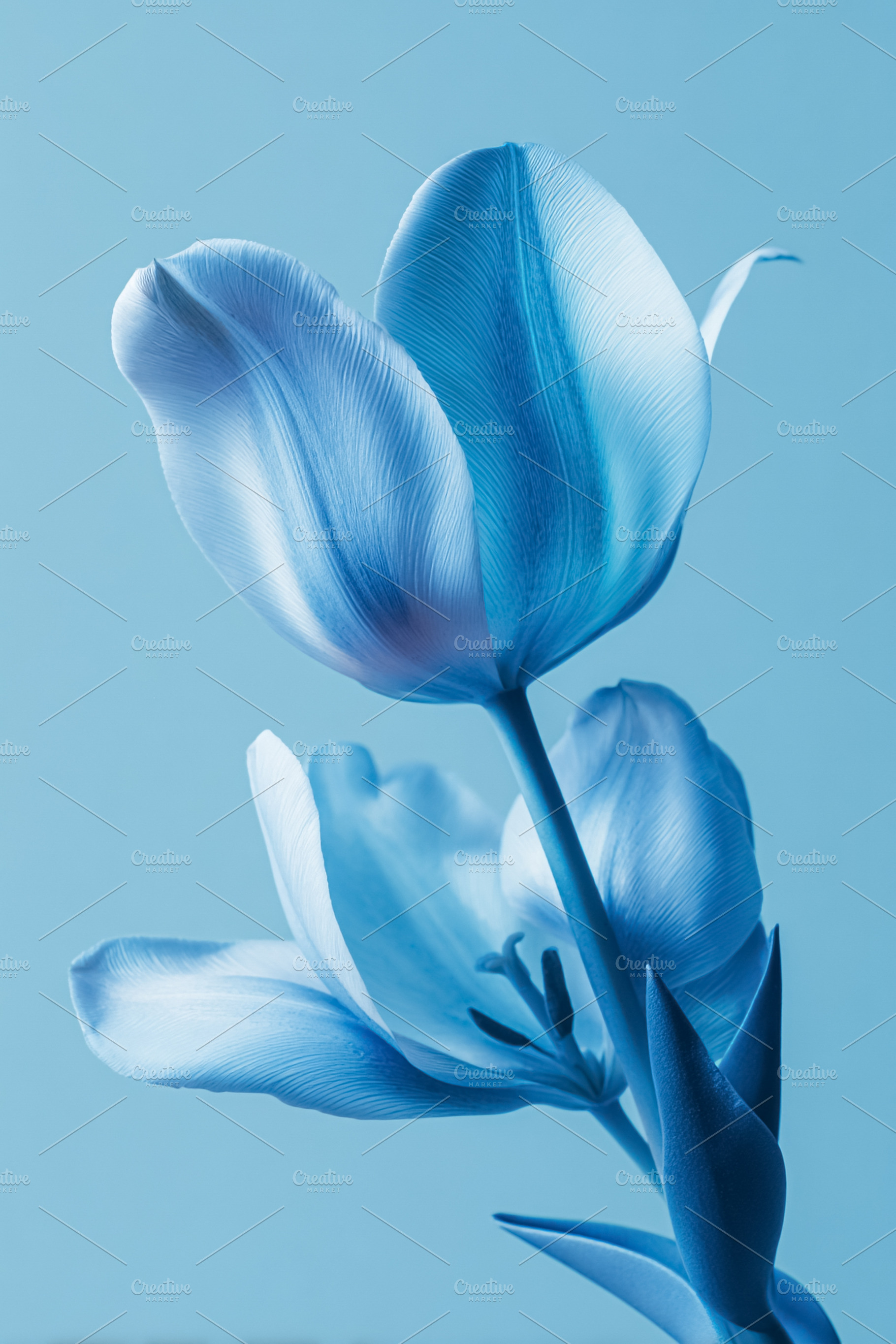 Blue tulip flower blooming against a matching blue background cr, a Photo by Studio ANNA