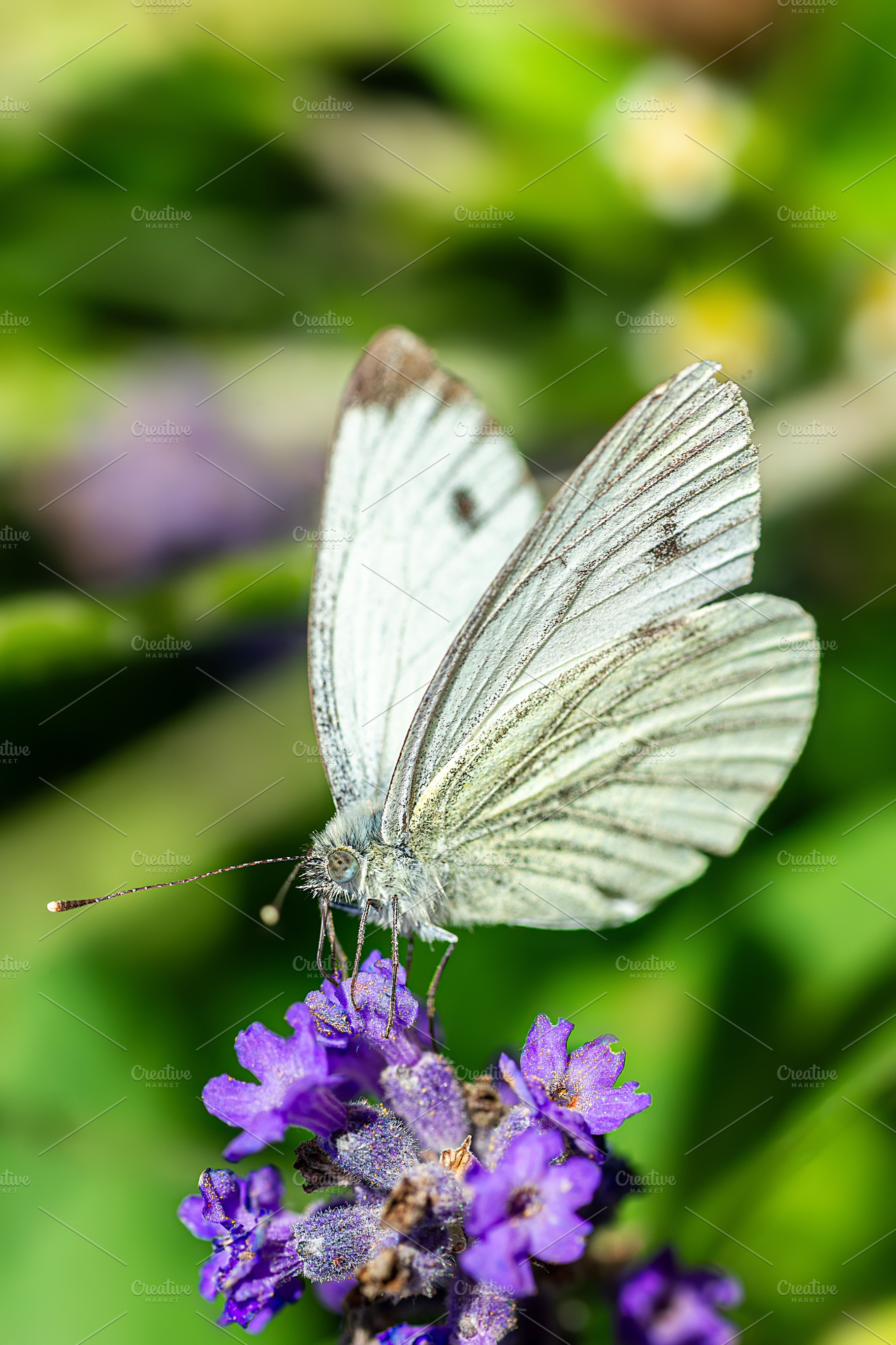 Great White angel butterfly, Pieris, an Animal Photo by AlexBush