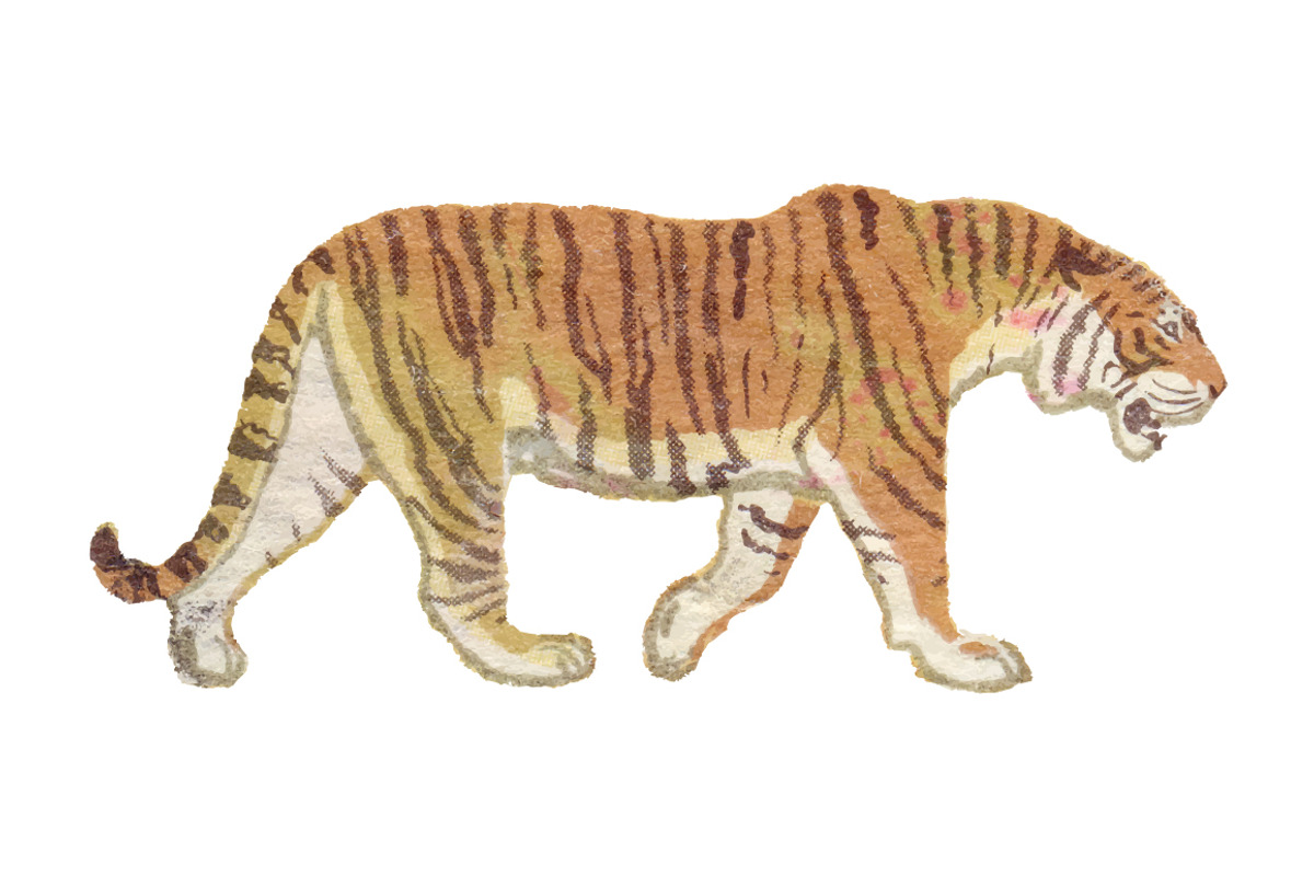 Hi-Res Vector Vintage Tiger, an Object Graphic by Theresa Barba (Photo 1 of 2)