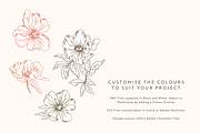 Peonies Vector Illustrations, a Decorative Illustration by Emma Webb Studio (Thumbnail 4 of 9)