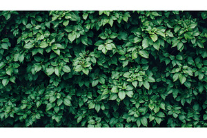 Lush green ivy leaves creating a, a Nature Photo by Lermont51