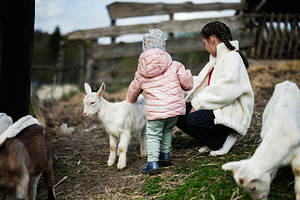 Two children gently petting white goats at a rural farm fence on a cool day in, a Person Photo by AS photostudio