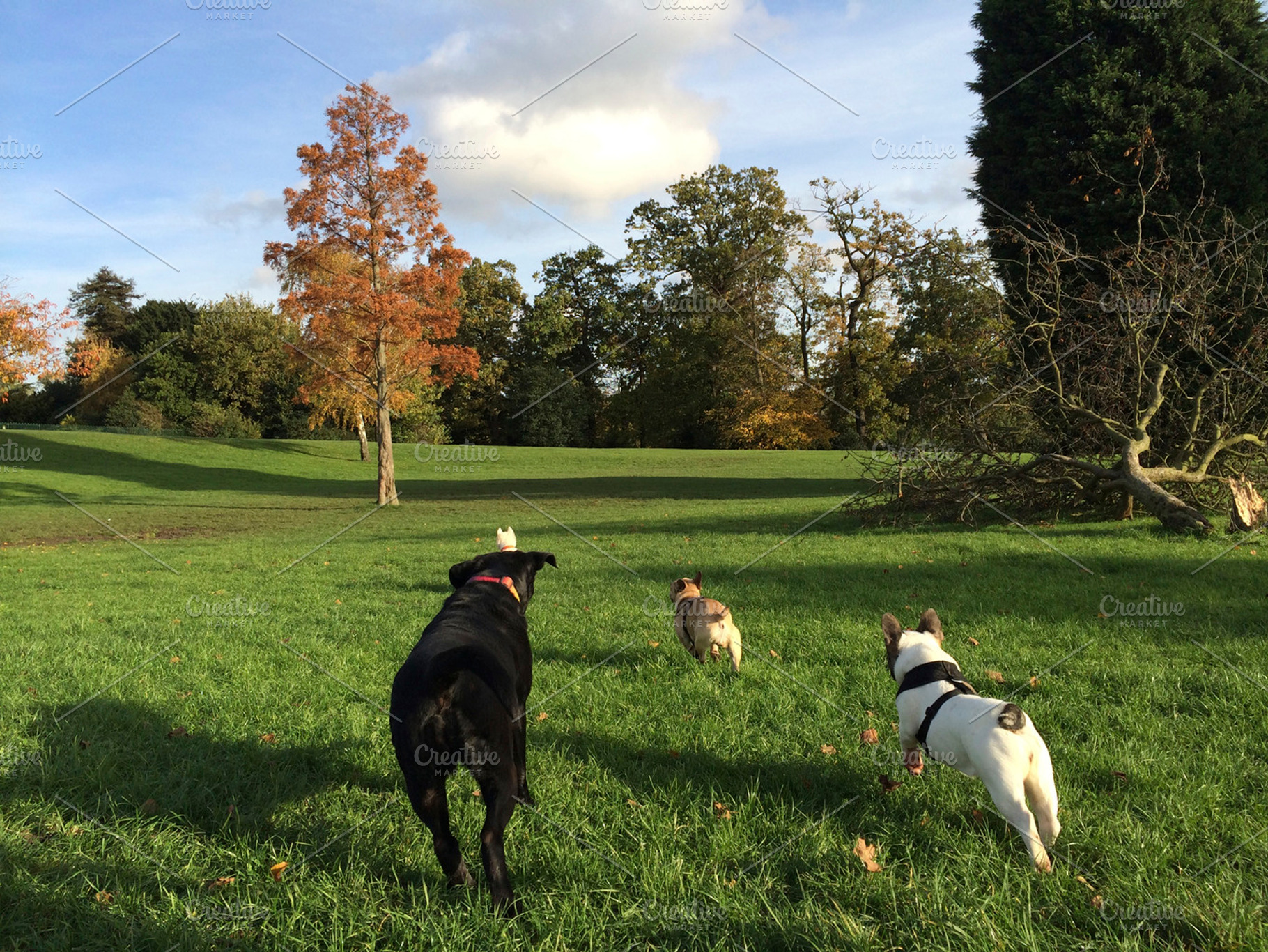 Dogs Running In Field Labrador