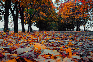 Autumn road featuring road, autumn, and leaf