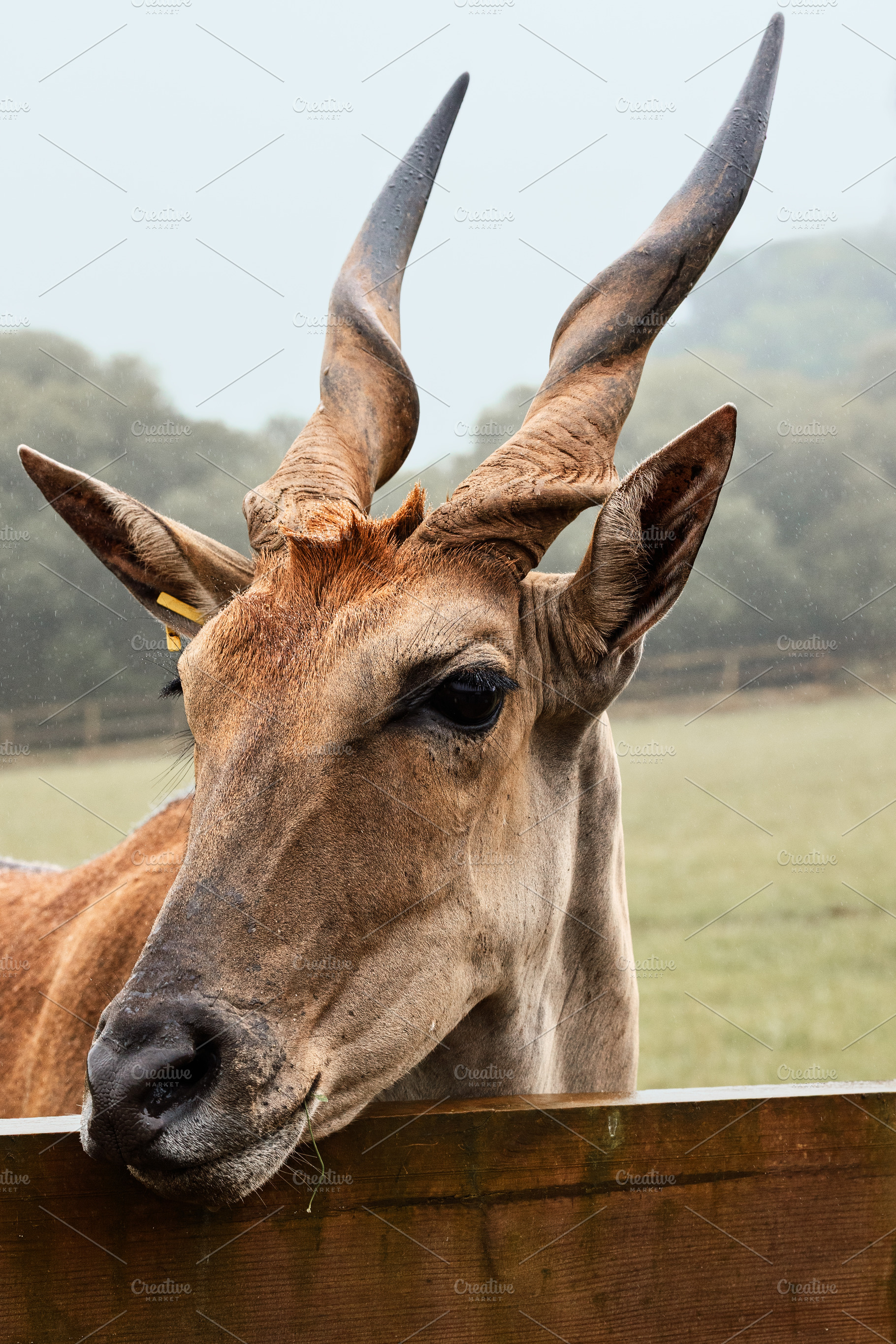 Close-up of a Common Eland Antelope, an Animal Photo by Perpis