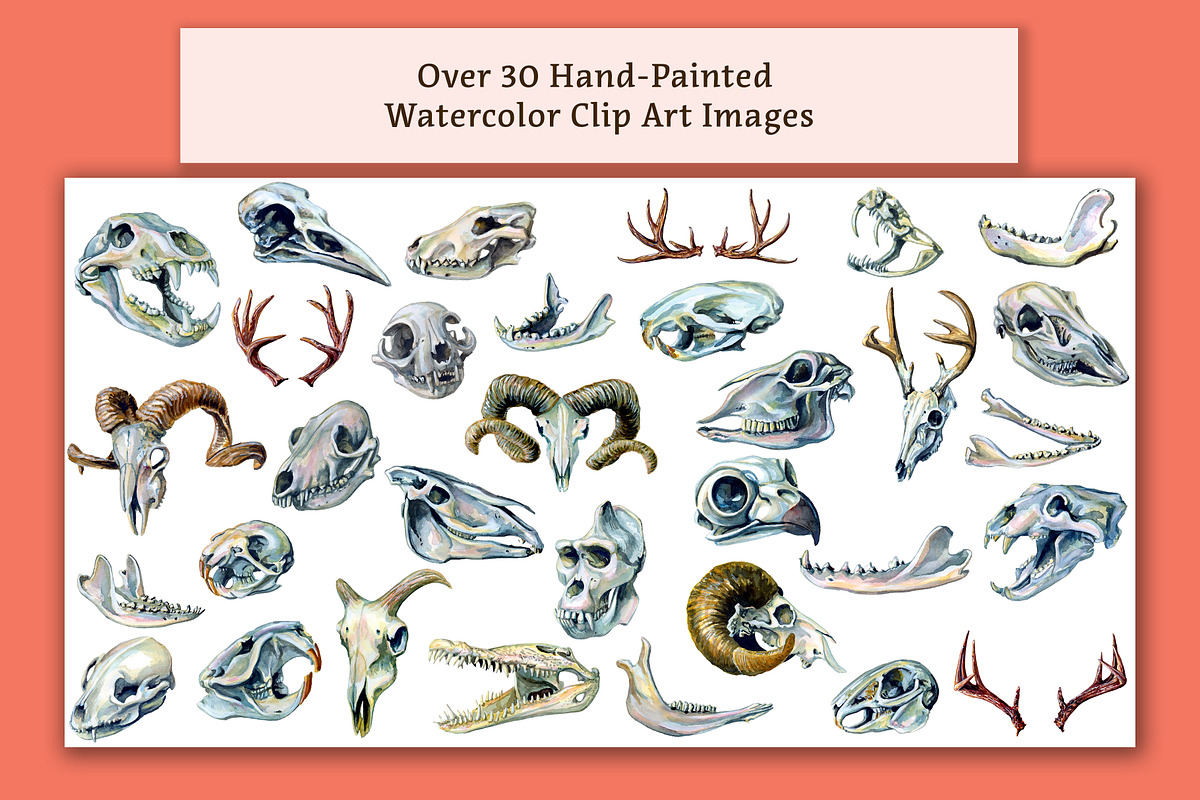 Ultimate Witchcraft Bundle!, an Animal Illustration by The Curio Cabinet (Photo 6 of 16)