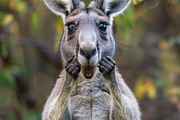 236 surprised animals, an Animal Photo by Handmadefont (Thumbnail 203 of 241)