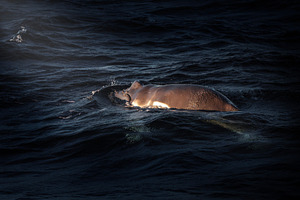 Humpback whale calf, an Animal Photo by Rob D Animal Photography