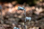 Mushrooms In The Forest Photography, a Nature Photo by Full Circle Design Studio (Thumbnail 38 of 38)