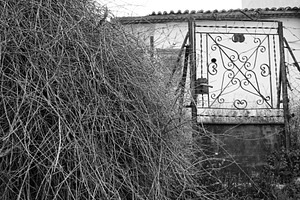 withered plant branches old door, an Architecture Photo by sirylok