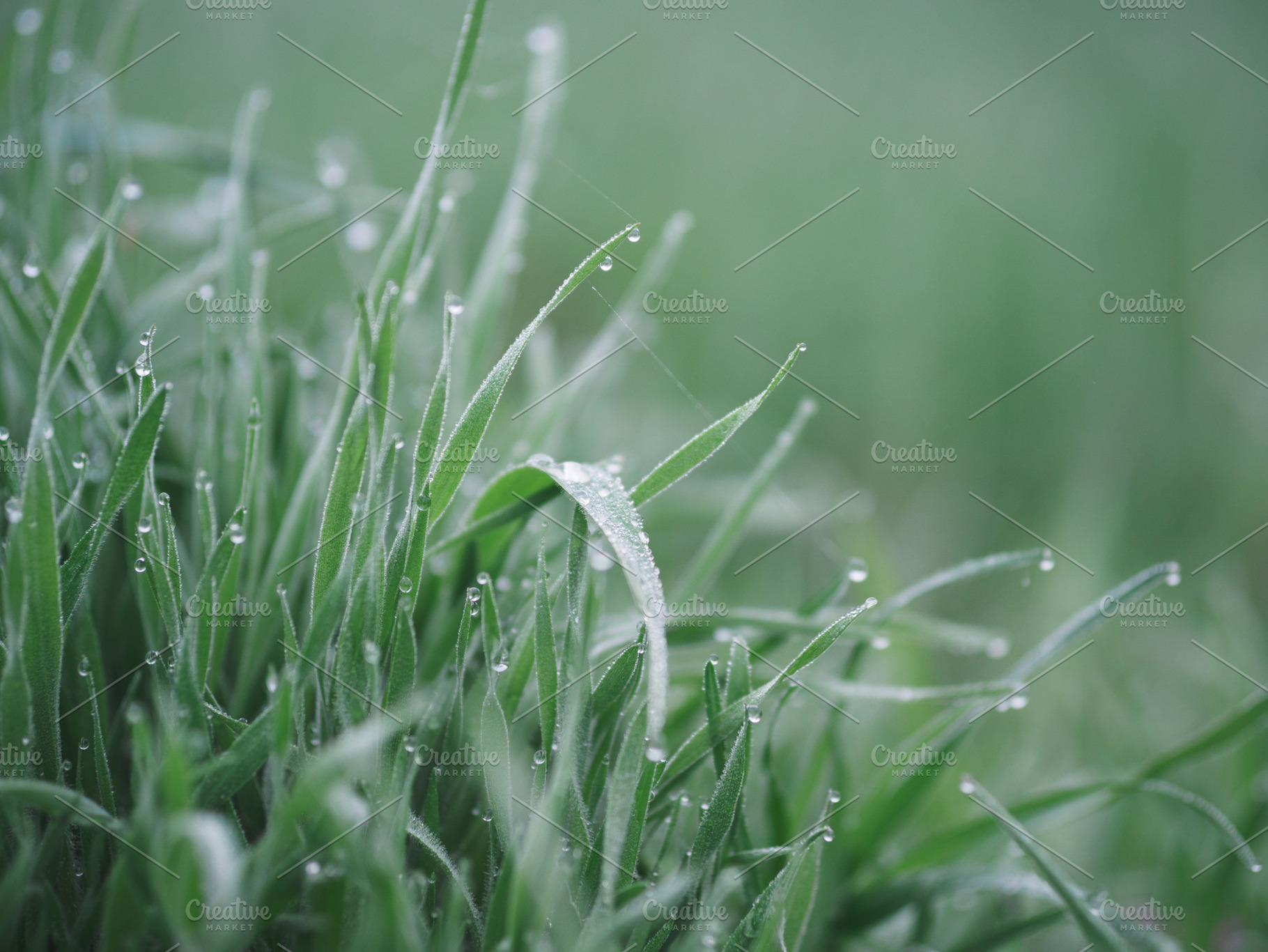 dew on the grass , foggy early morning, a Nature Photo by PavelKant