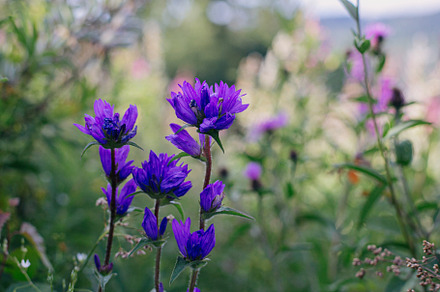 Beautiful purple bellflowers in meadow on mountain hills. Cluste, a Nature Photo by Sonjachni