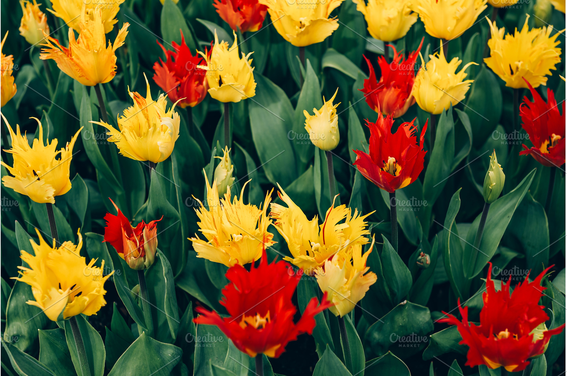 Flowerbeds of blossoming tulips, a Nature Photo by MAnuta