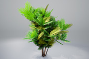 Pinanga coronata, an Environmental 3D Model by AndrewWhite (Thumbnail 1 of 25)