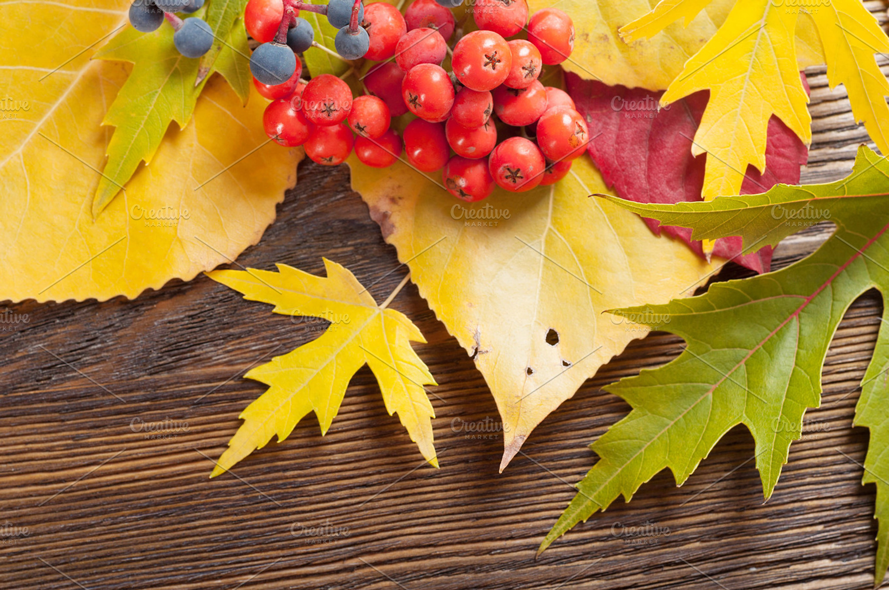 Autumn leaves and berries, a Nature Photo by Artspace