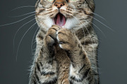 236 surprised animals, an Animal Photo by Handmadefont (Thumbnail 28 of 241)