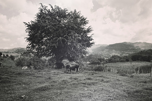 Farm landscape featuring farm, landscape, and cows