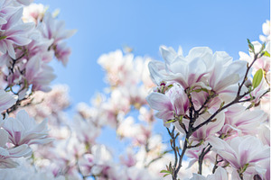 Pink Magnolia Tree Blooming, a Nature Photo by MAnuta