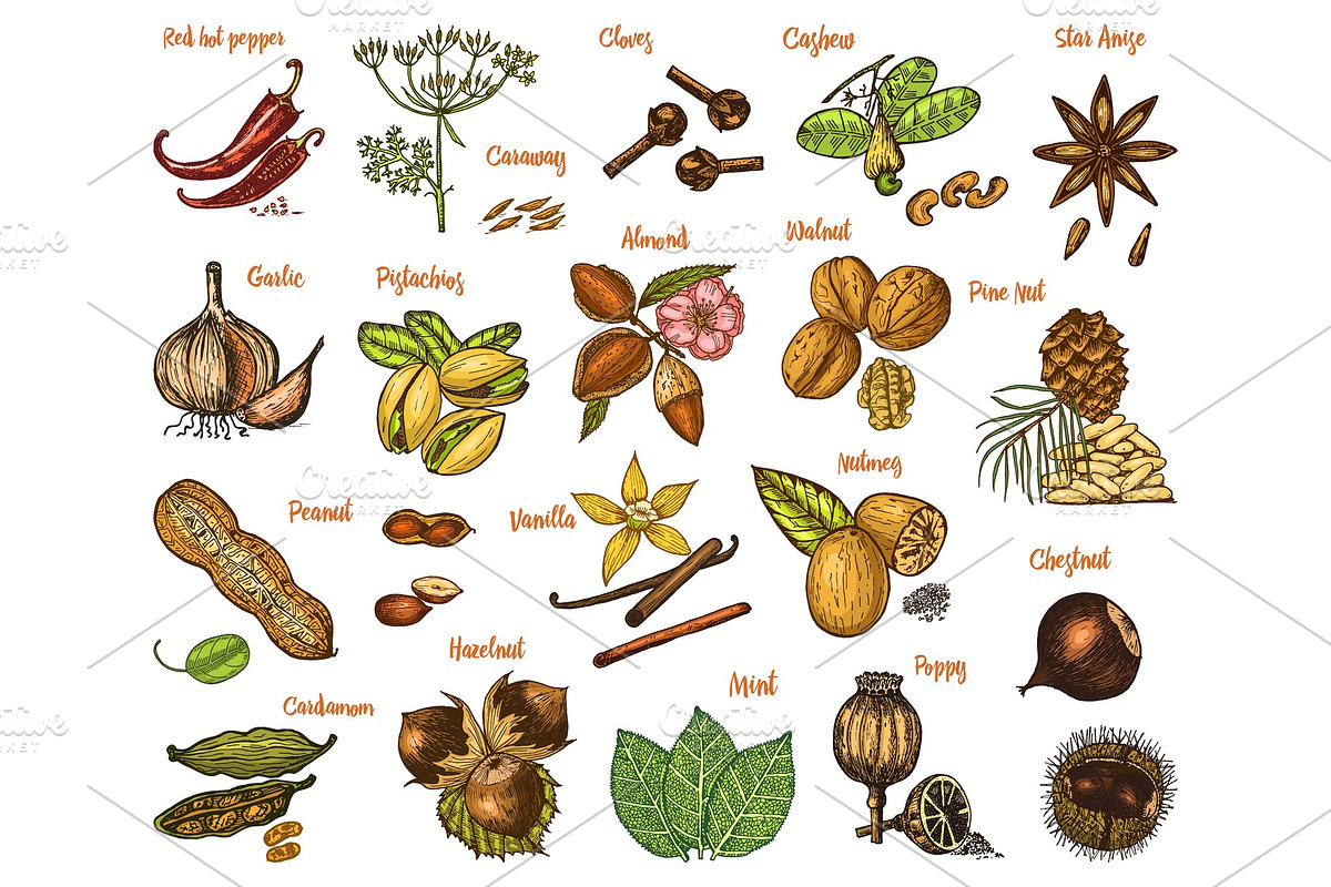 Herbs set, condiments and spices, a Food Illustration by Arthur Balitskiy