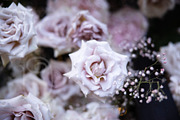 A Garden of Roses | Wedding, Events, a Nature Photo by Farewell (Thumbnail 25 of 41)
