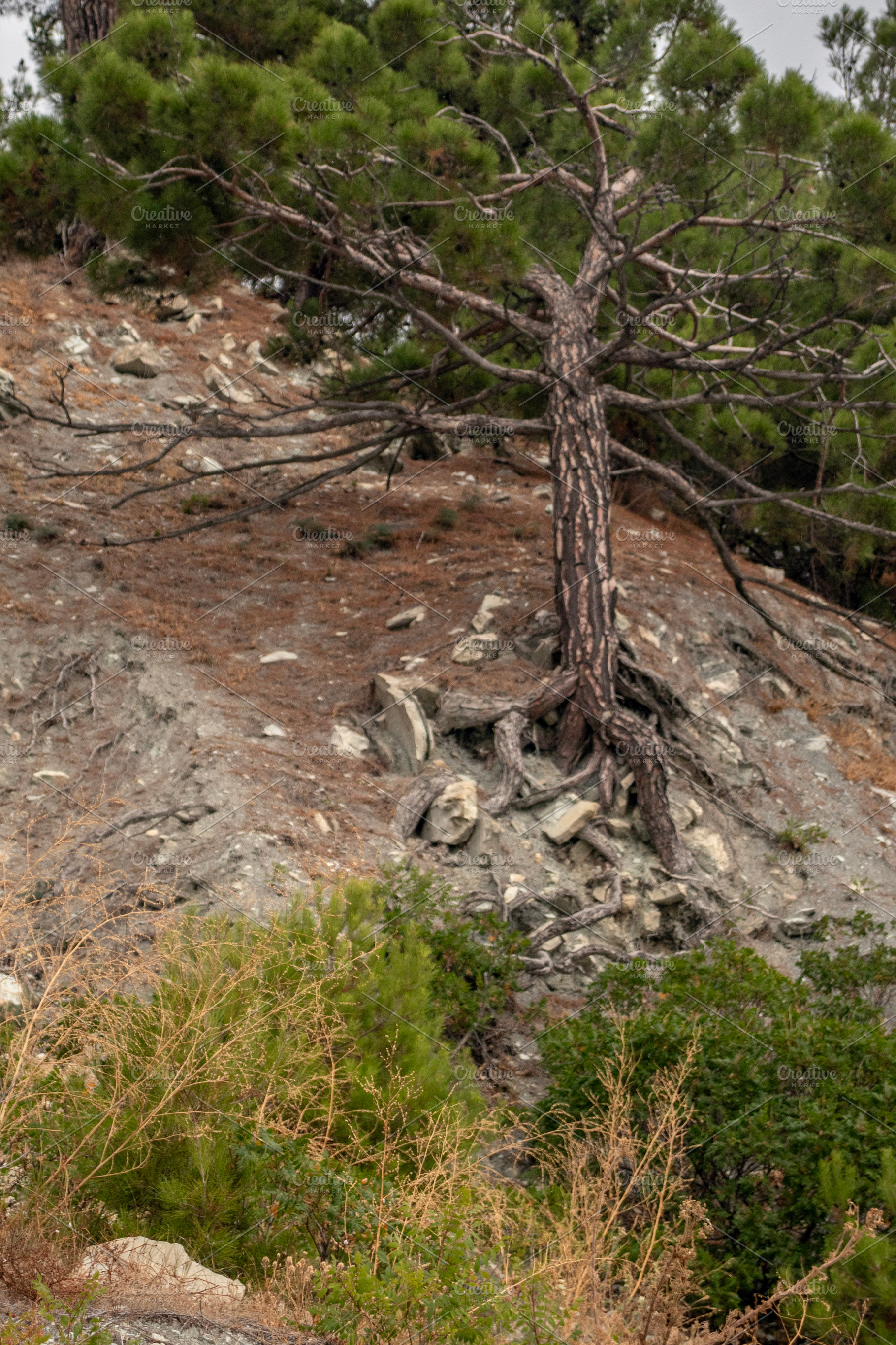 Landscape with pine tree on a rocky, a Nature Photo by Schreibikus