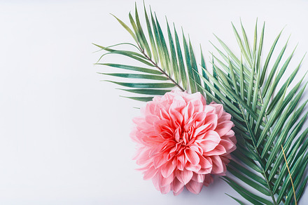 Pastel flower and tropical leaves, an Arts & Entertainment Photo by VICUSCHKA