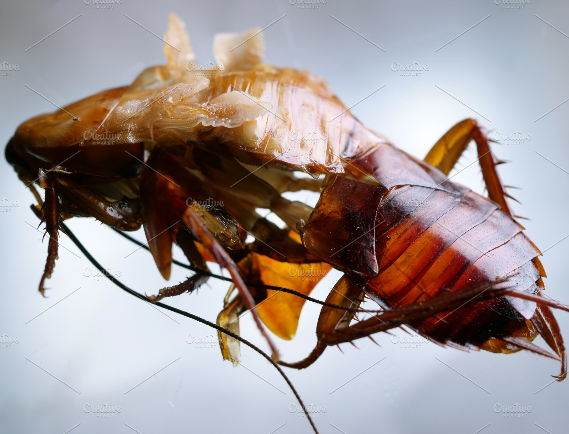 Cockroach close up featuring insect, cockroach, and brown, an Animal Photo by graphic 9