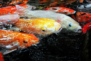 Tropical fishes, a Photo by saiko3p