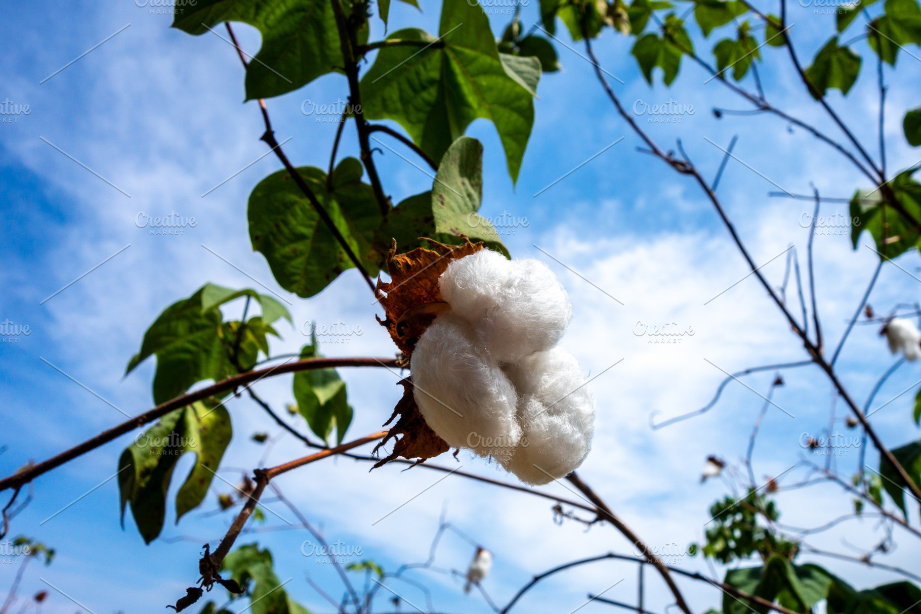 Cotton Plant Growing Under the Clear Sky in Peru, a Photo by GoodGoods