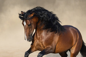 Purebred andalusian horse stock photo containing horse gallop and horse