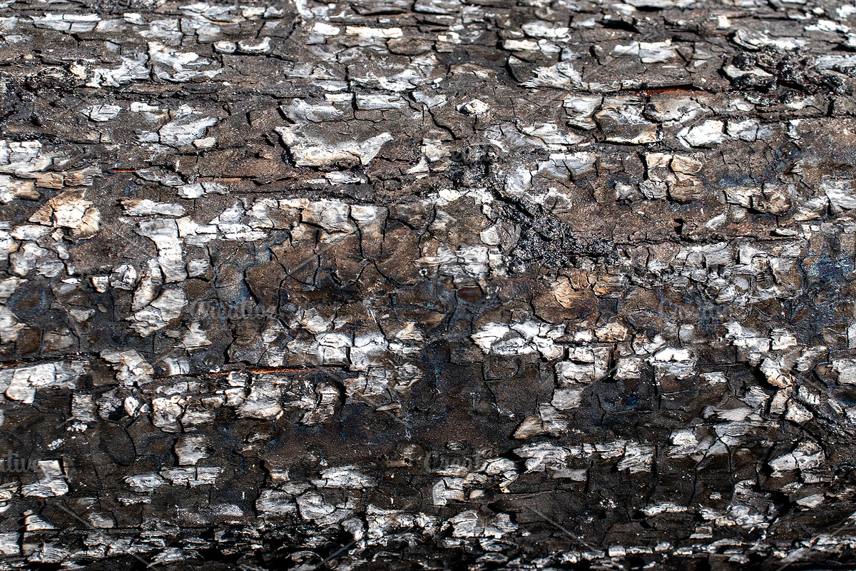 A close-up image of a texture tree, a Background Photo by Schreibikus (Photo 1 of 10)