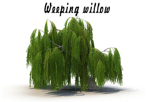 Weeping Willow