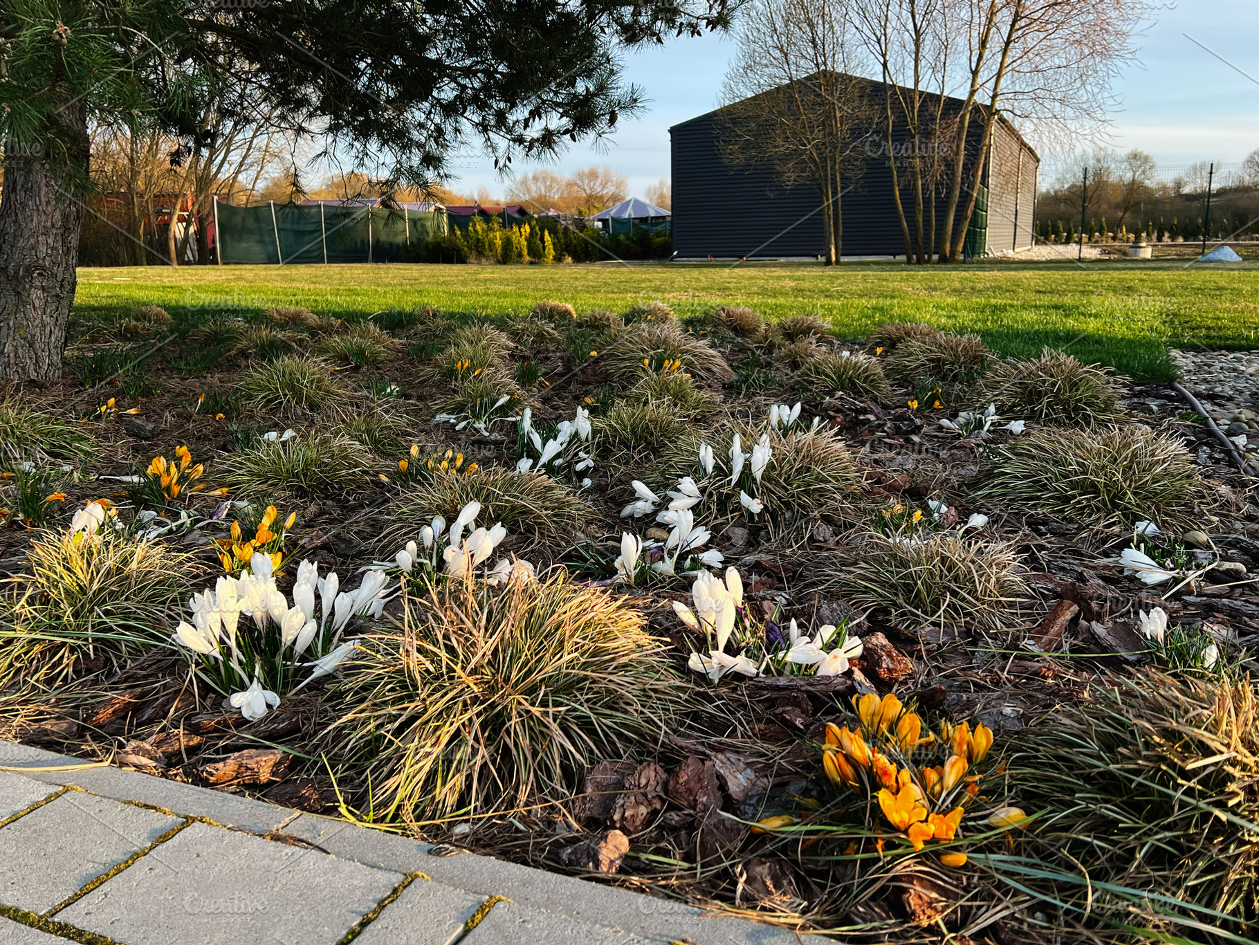 Beautiful spring crocuses blossoming in a green garden landscape, a Photo by AS photostudio