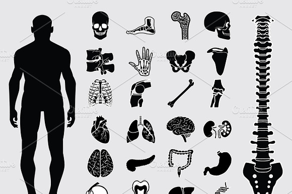 Human anatomy icons preview 2