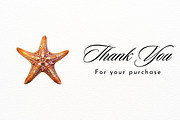 Realistic Starfish and Shell Clipart, an Animal Illustration by New-School-Wave (Thumbnail 5 of 5)