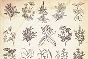 Herbs and spices. Vintage labels set, a Food Illustration by kateja (Thumbnail 7 of 8)