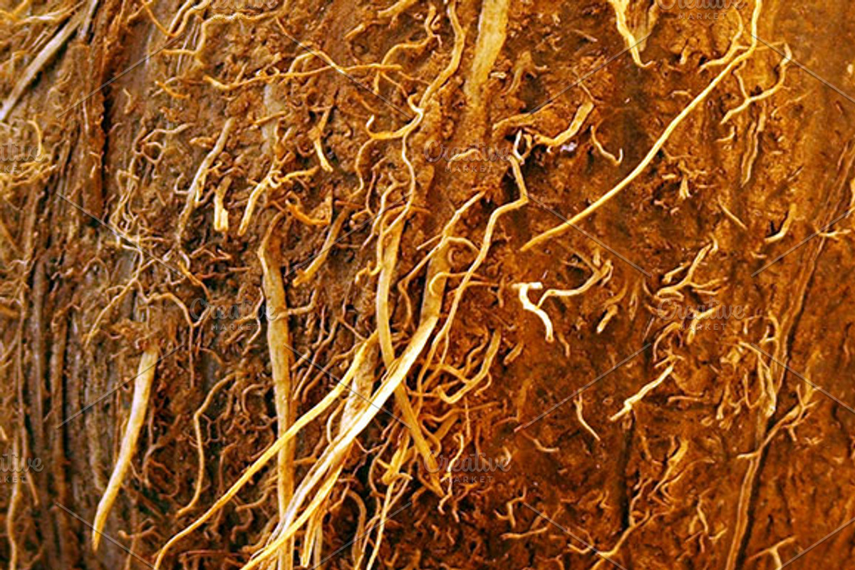 Coconut Texture preview 3