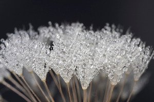 Dew droplets stock photo containing water droplets and morning dew