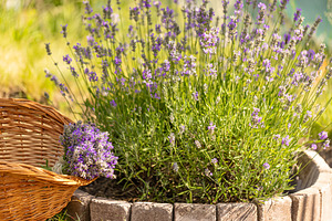 Bouquet of freshly harvested lavender, a Photo by Grafvision photography