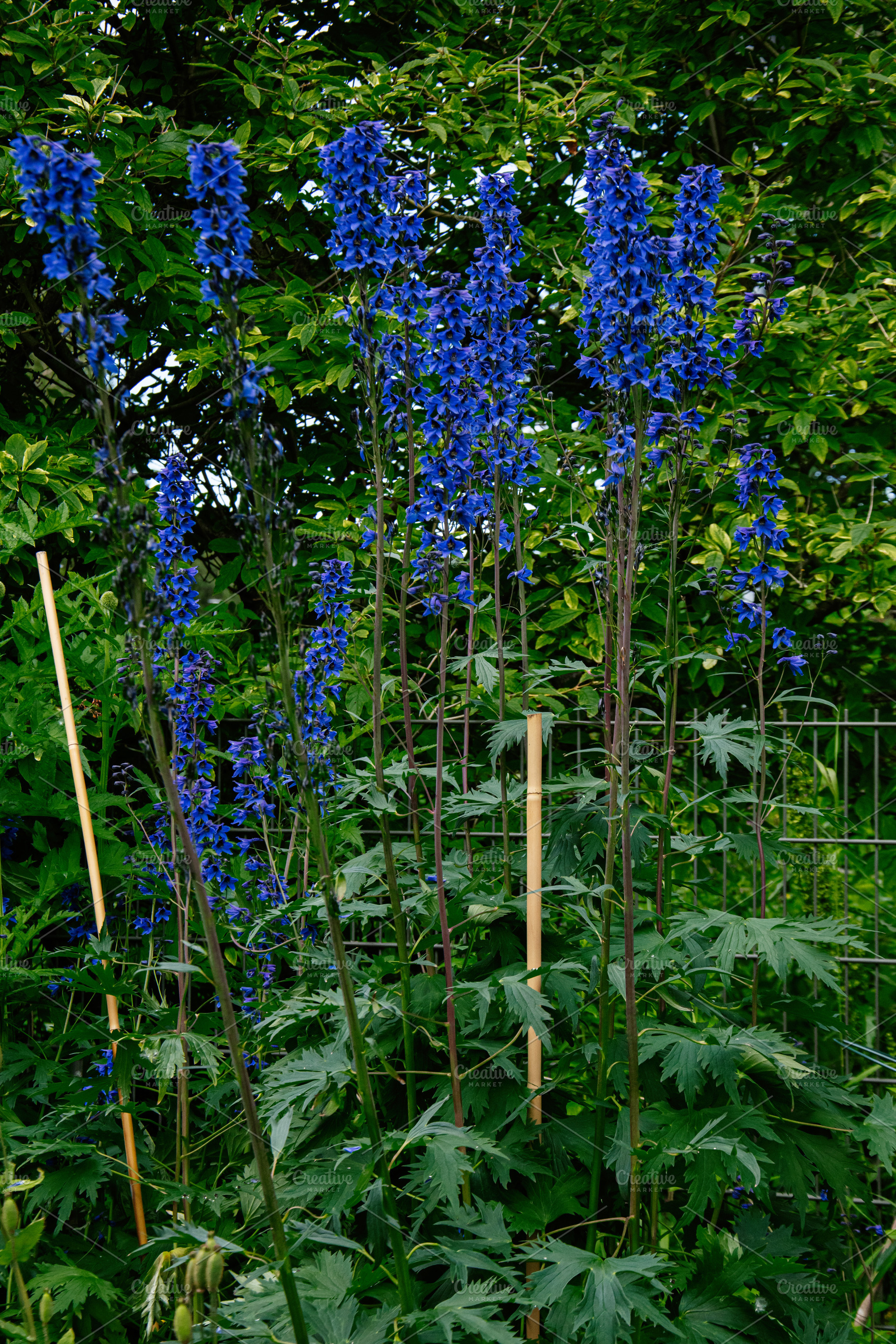 Tall blue flowers in Reykjavik garden surrounded by lush greenery and vegetatio, a Photo by AS photostudio