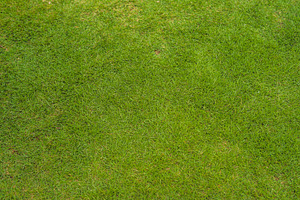 Perfect lawn with green grass view featuring grass, lawn, and field, a Nature Photo by Elizaveta Galitskaya