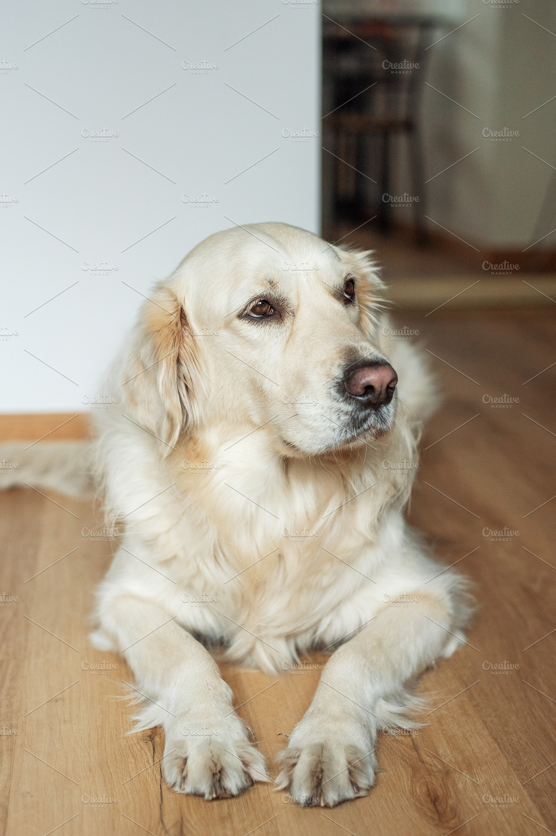Golden retriever dog relaxing on wooden floor, an Animal Photo by Olena Rudo